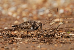 David Plant Photography - Wildlife Photographer - Turnstone - E